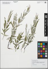 Foto von Salix eleagnos Scop.